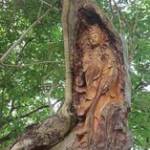 Về Trở Profile Picture