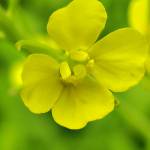 Haio ở Liên Chiểu, Đà Nẵng - Fwb