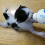 Tuân Lôc N ở ,  - 