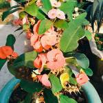 Hoanhi tim ban les fem qua so dien thoai