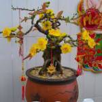 Ngọc Trung ở ,  - 