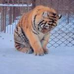 Ngã Đời ở Ba Tri, Bến Tre - Vui ve hoa đog wan tam zo ngui