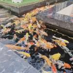 Linh ở Trảng Bàng, Tây Ninh - Vui vẽ hòa đồng