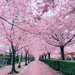 Jenny ở Quận 10, TP Hồ Chí Minh - Người chân thành nhiệt tình và