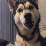 Ko Vui ở Hải Châu, Đà Nẵng - Vui tính luôn chăm sóc thật lò