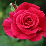 Cugambi Profile Picture