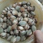 Trần Hạo T ở ,  - 