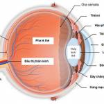 Laila ở Quận 6, TP Hồ Chí Minh - Hòa đồng