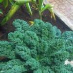 Đạt Nguyễn ở Buôn Ma Thuột, Đắk Lắk - Độc thân vui tính