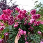 Huong tim ban les fem qua so dien thoai