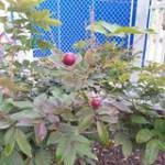 Ông Chồng  ở ,  - 