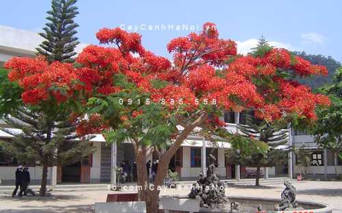 THANH HA (Nữ) Độc thân - Tìm bạn đời nghiêm túc tại Ba Đình Hà Nội