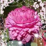 Điền Phạm ở ,  - 