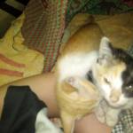 Phi Điểu ở Tây Hồ, Hà Nội - dân văn phòng lịch sự,