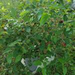 Nam ở Cái Răng, Cần Thơ - Nam