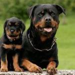 Võ Danh ở Đà Lạt, Lâm Đồng - .....