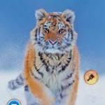 Cậu Yêu Mợ ở ,  - 