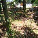 Sầu Tiến ở ,  - 