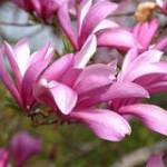 Chí Hướng  ở Bến Cát, Bình Dương - Độc thân