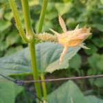 Nguyễn Tấn Tài - tim ban trai da ly hon qua so dien thoai