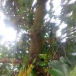 Hoàng Trươ ở Dĩ An, Bình Dương - Công chức nhà nước