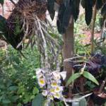 Lâm Văn ở Buôn Đôn, Đắk Lắk - vui tinh de hoa dong