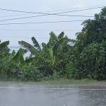 Nguyễn Huy ở Ninh Hòa, Khánh Hòa - Hoa đồng vui ve