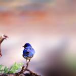 hùng ở Hóc Môn, TP Hồ Chí Minh - tìm bạn tâm sự