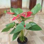 Khương Tử  ở ,  - 