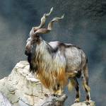 Chung ở Long Biên, Hà Nội - Là người tình cảm, thẳng thắn,