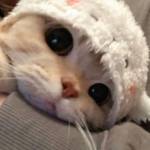 mc soon - tim ban trai da ly hon qua so dien thoai