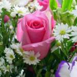 Thanh Hien Nguyen Profile Picture