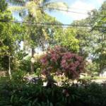 My Duyên T ở ,  - 