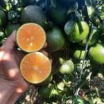 Trái Cây D ở ,  - 