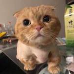 Tuấn Vũ tìm nữ FwB trên mạng