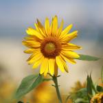 Susan ở Thủ Dầu Một, Bình Dương - Một người sống nội tâm, vui vẻ