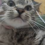 Mecaretit ở Ba Đình, Hà Nội - ........