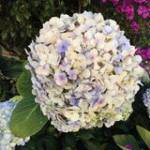 Ngo Duc Ch ở Gò Vấp, TP Hồ Chí Minh - Vui tinh