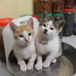 Bùi Kim Lo ở Vĩnh Bảo, Hải Phòng - Giản dị