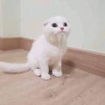 Lela - tìm bạn gái đã ly dị chồng