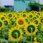 Hoàng Thiê ở Thủ Đức, TP Hồ Chí Minh - Mình mong muôna tìm được một b