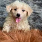 Mai quoc k ở Hàm Thuận Bắc, Bình Thuận - 12/08/2000