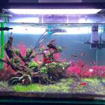 Manh ở Sơn Trà, Đà Nẵng - Tim quan he lau dai