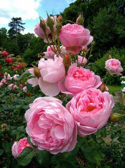 photos | KB: ...0921542591 (Nữ) Độc thân - Kết bạn hẹn hò tại Lập Thạch Vĩnh Phúc