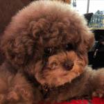 Linh ở Phú Lương, Thái Nguyên - ........