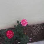 Dũng - tim ban trai da ly hon qua so dien thoai