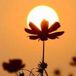 Trang - tìm bạn gái đã ly dị chồng