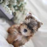 Cương nguy ở Anh Sơn, Nghệ An - Vui vẻ,  trầm tình