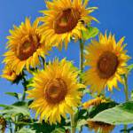 Tuan ở Biên Hoà, Đồng Nai - Nguoi binh thuong