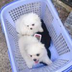 Anh - tim ban trai da ly hon qua so dien thoai